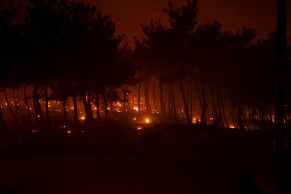 Fire burns trees during a wildfire, in Palagia village,  Alexandroupolis, Thrace, northern Greece.